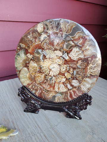Natural polished Ammonite plate